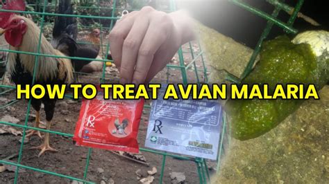 Paano Gamutin Ang Avian Malaria Sa Manok, Kulay .